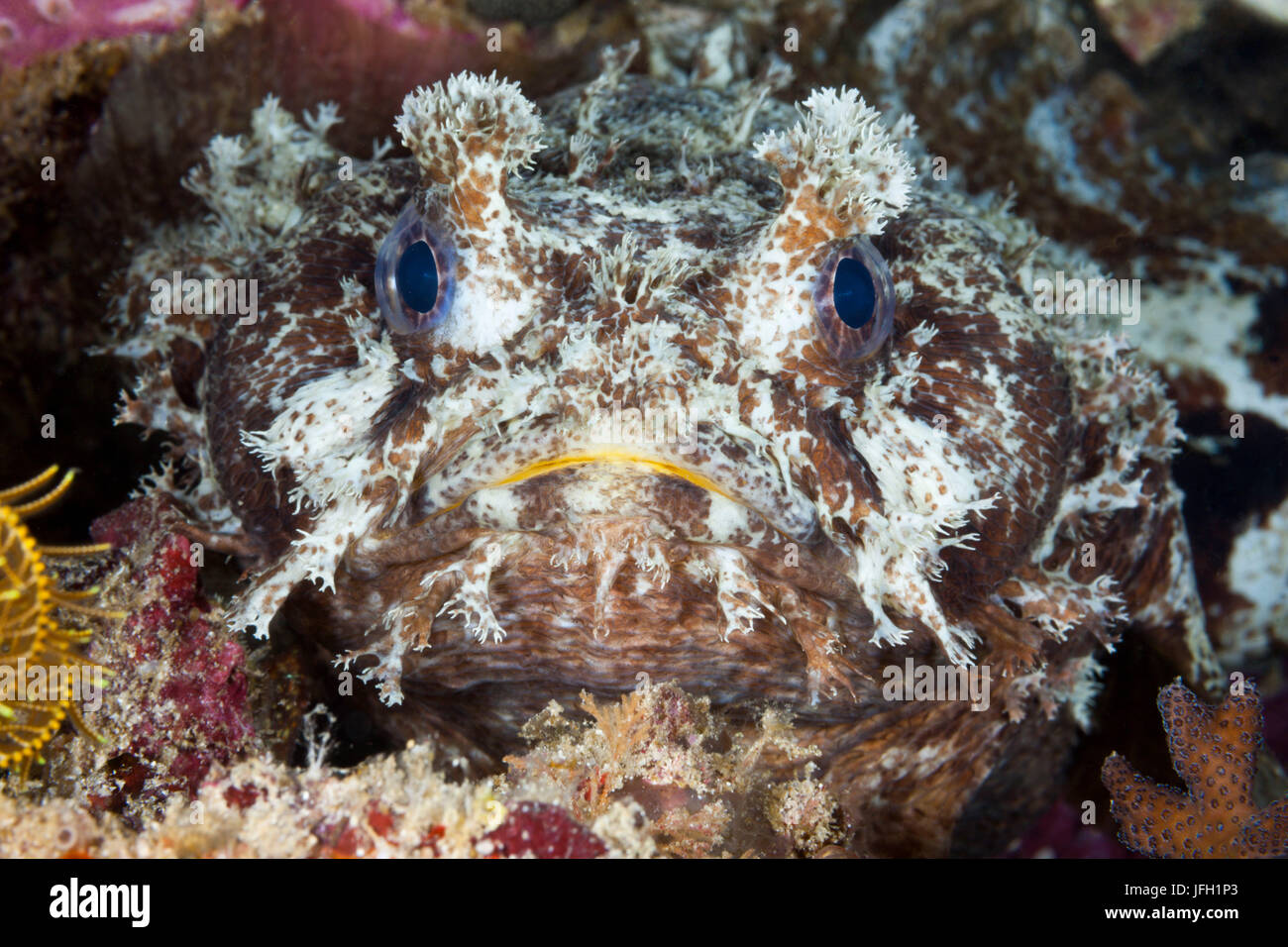Gebaenderter Halophryne poisson crapaud, Rick sis, Raja Ampat, Papouasie occidentale, en Indonésie Banque D'Images