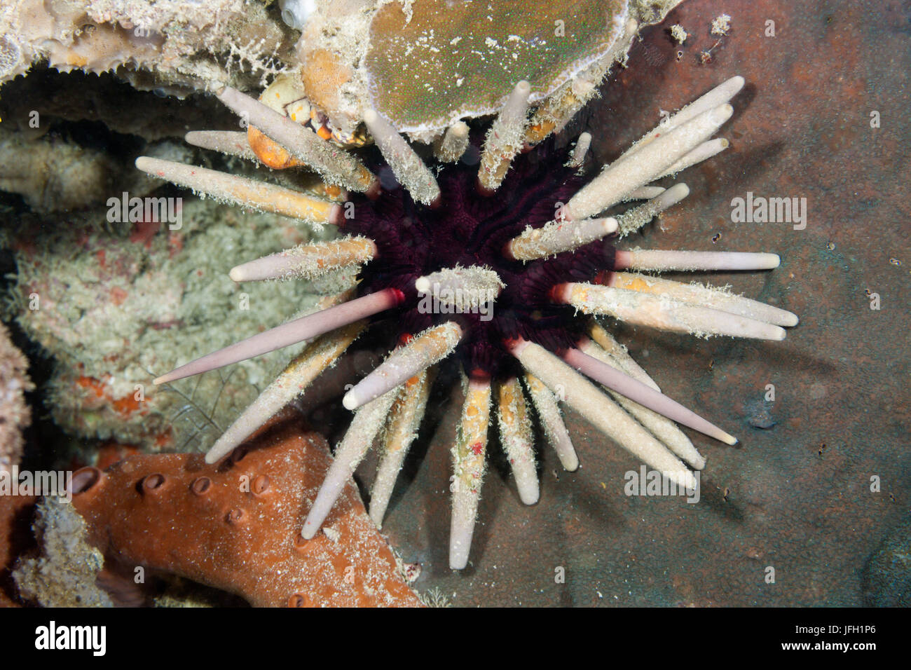 L'oursin, Lance Phyllacanthus imperialis, Raja Ampat, Papouasie occidentale, en Indonésie Banque D'Images