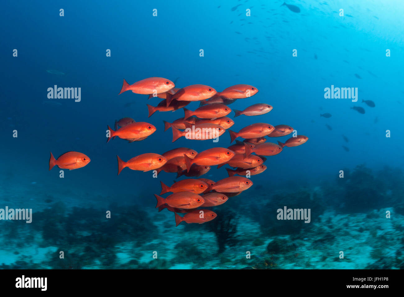 Pinjalo Pinjalo rouge loquet, lewisi, Raja Ampat, Papouasie occidentale, en Indonésie Banque D'Images