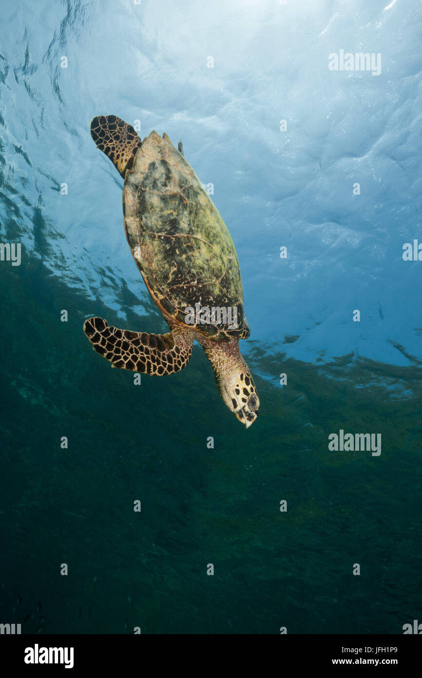 Écaille de tortue, Eretmochelys imbricata, Raja Ampat, Papouasie occidentale, en Indonésie Banque D'Images
