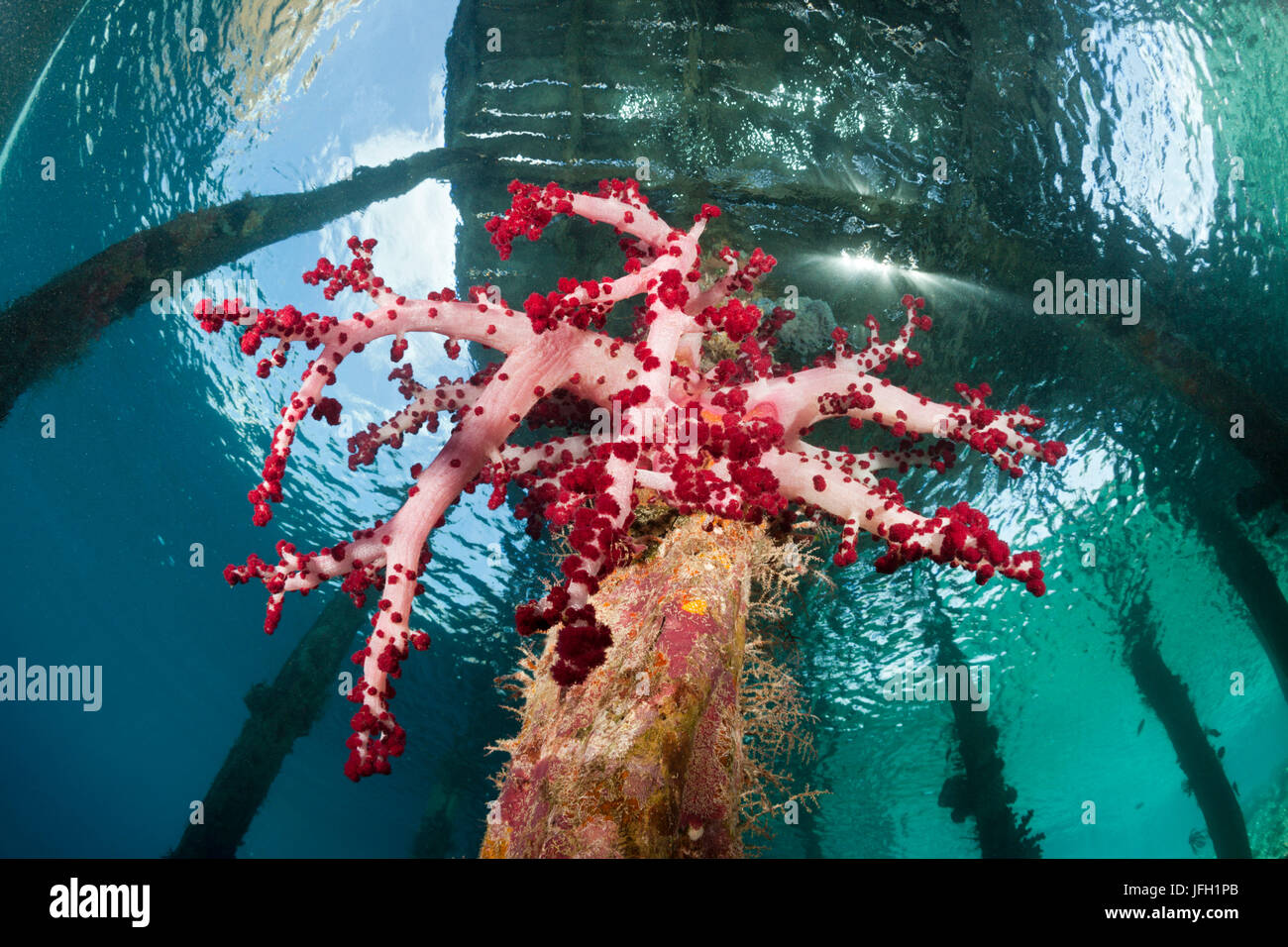 Dans Weichkorallen Aborek Jetty, Dendronephthya sp., Raja Ampat, Papouasie occidentale, en Indonésie Banque D'Images