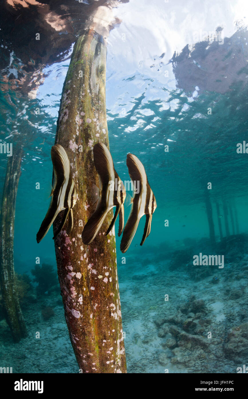La longue fin bat le poisson en vertu de l'Aborek Jetty, platax teira, Raja Ampat, Papouasie occidentale, en Indonésie Banque D'Images