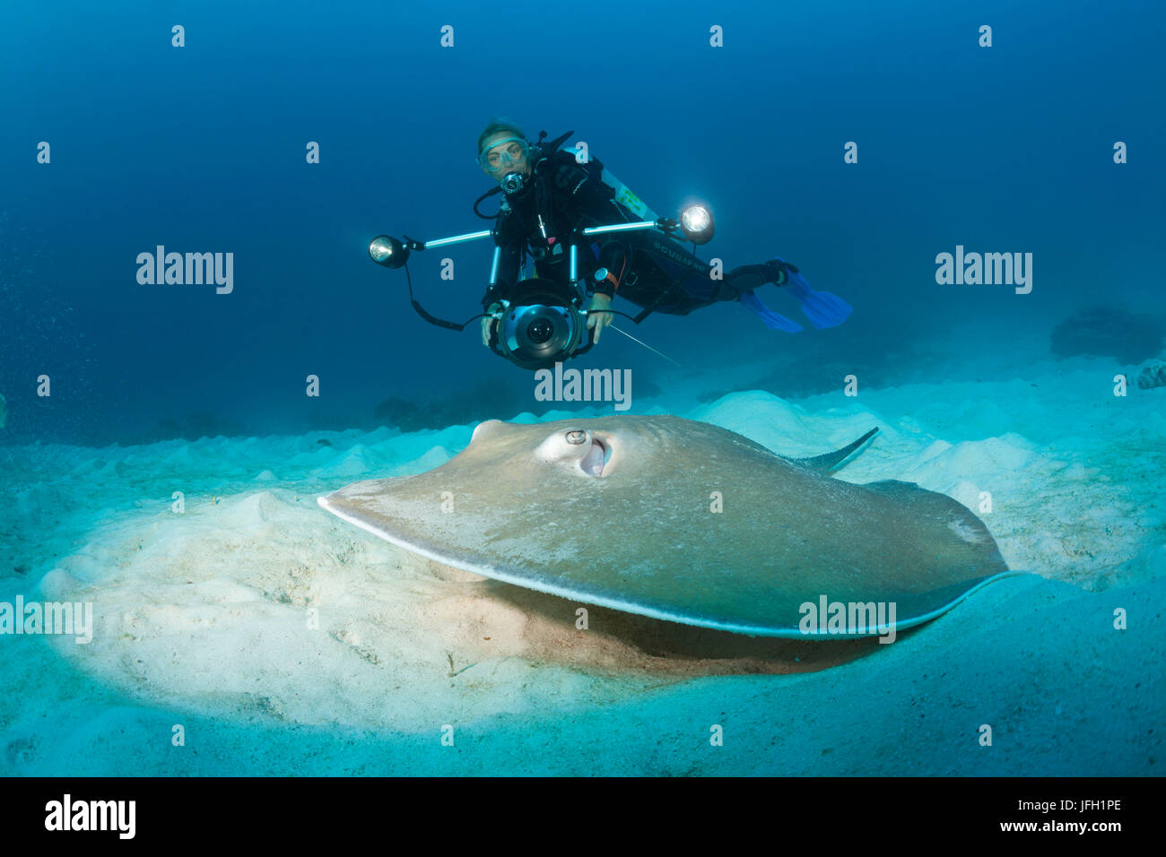 Queue fouet mauve stingray, Himantura fai, Raja Ampat, Papouasie occidentale, en Indonésie Banque D'Images