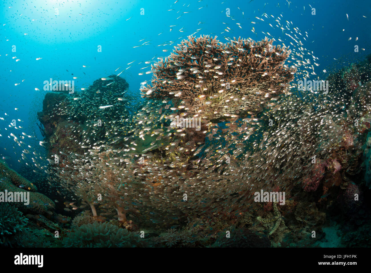 Poisson en verre ronde de l'essaim de coraux, ronde Parapriacanthus ransonneti, Raja Ampat, Papouasie occidentale, en Indonésie Banque D'Images