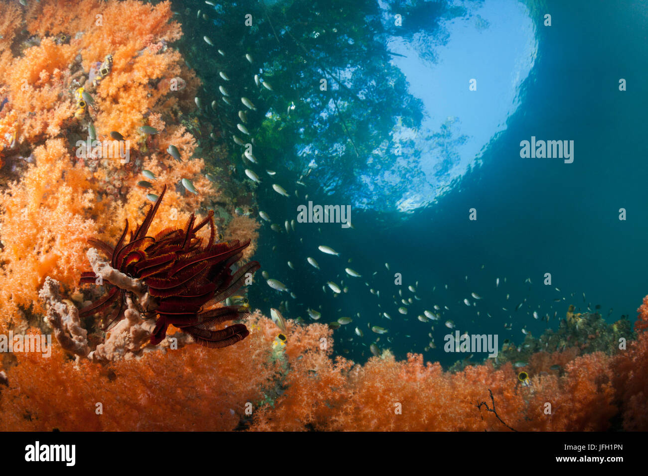 Niveau coraux dans la gamme des mangroves, Raja Ampat, Papouasie occidentale, en Indonésie Banque D'Images