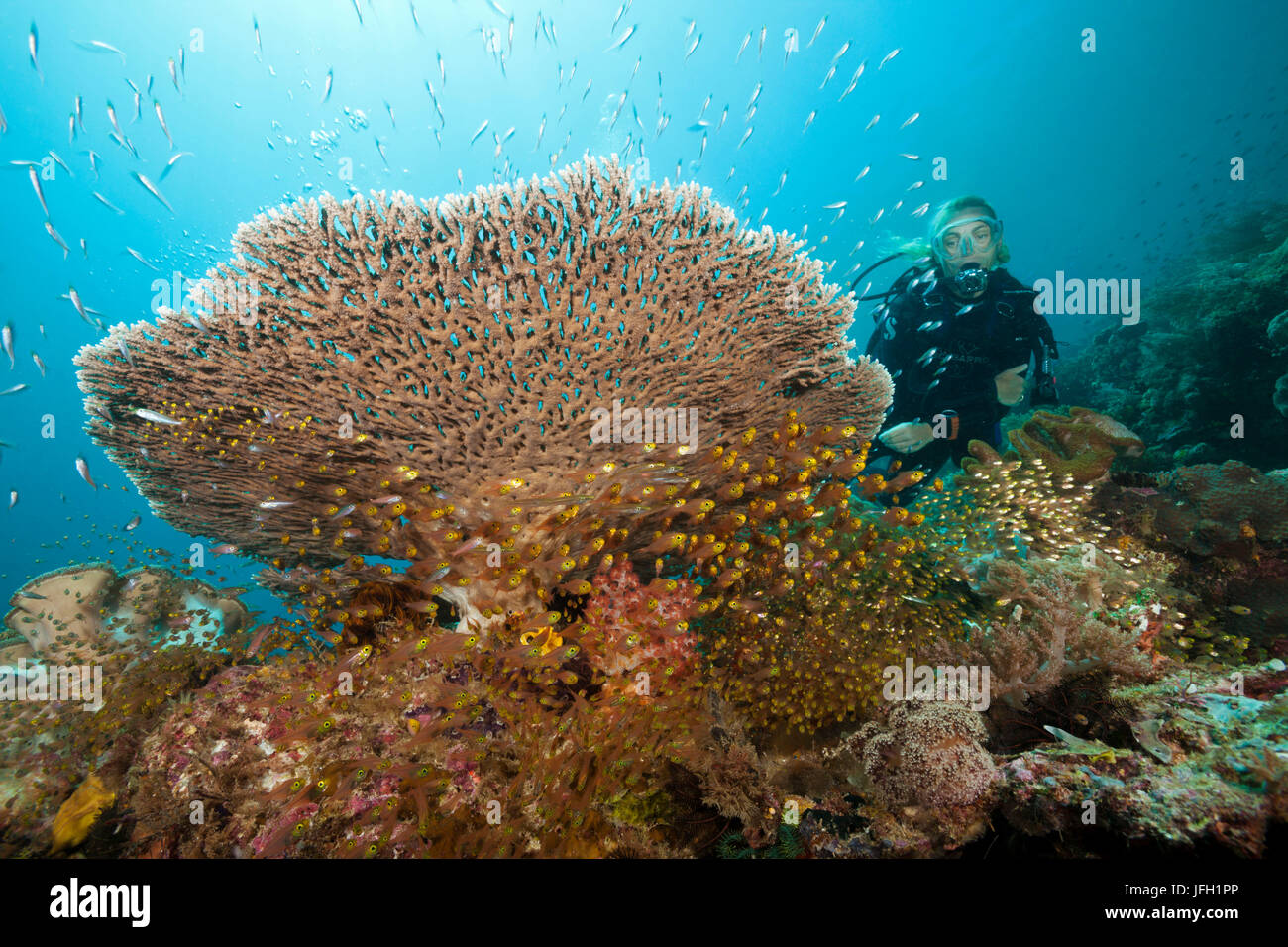 Poissons de verre sous la table coral, Parapriacanthus ransonneti, Raja Ampat, Papouasie occidentale, en Indonésie Banque D'Images