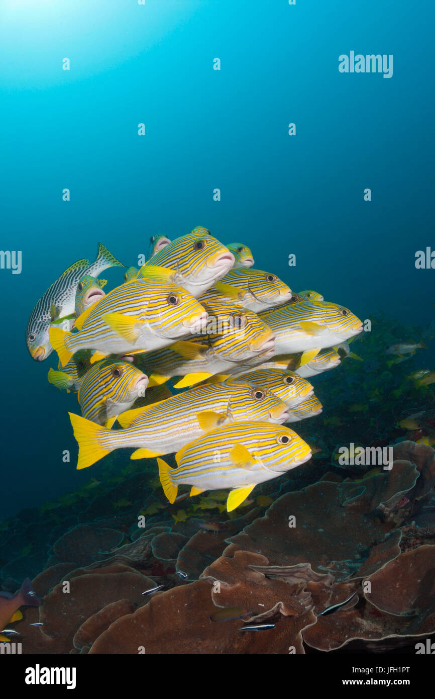 Golden Dream, rubberlip bande Plectorhinchus polytaenia, Raja Ampat, Papouasie occidentale, en Indonésie Banque D'Images