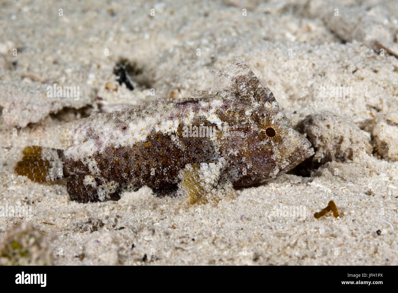 Rayons long-Stirnflosser longispinis, Paracentropogon, Raja Ampat, Papouasie occidentale, en Indonésie Banque D'Images