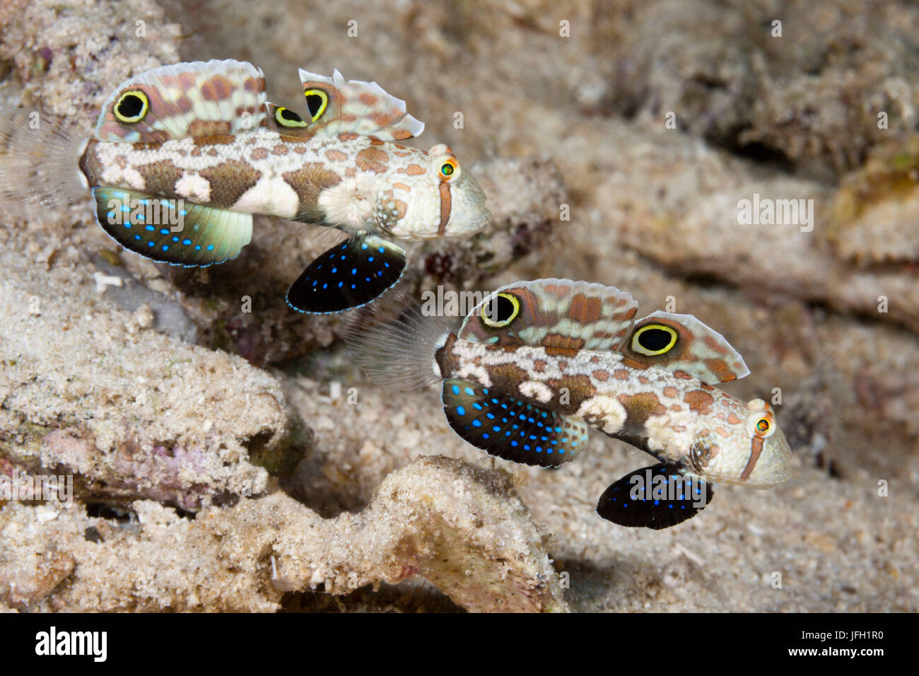 Deux yeux-crabe Signigobius biocellatus gobie, Raja Ampat, Papouasie occidentale, en Indonésie Banque D'Images