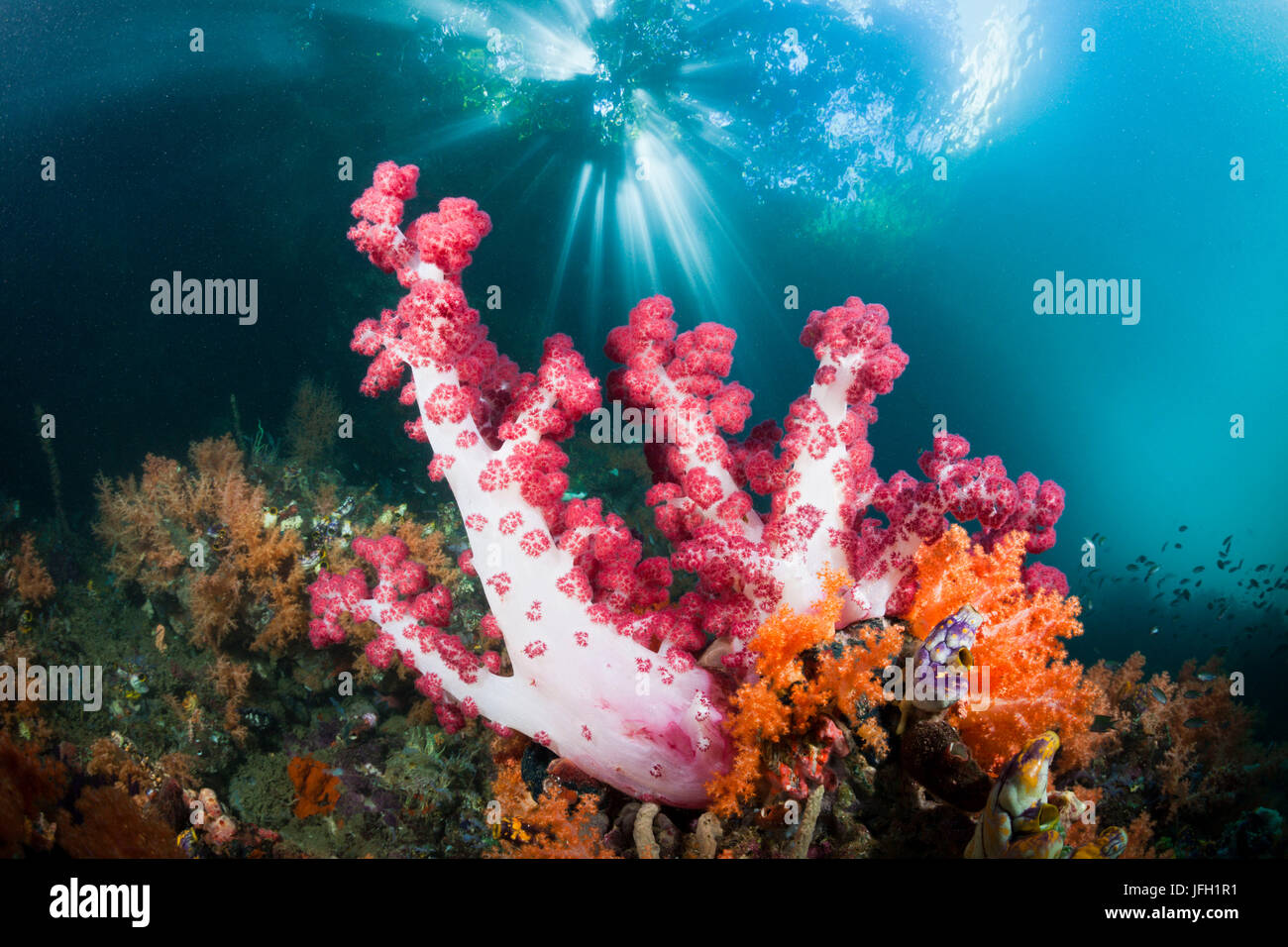 Niveau coraux dans la gamme des mangroves, Raja Ampat, Papouasie occidentale, en Indonésie Banque D'Images