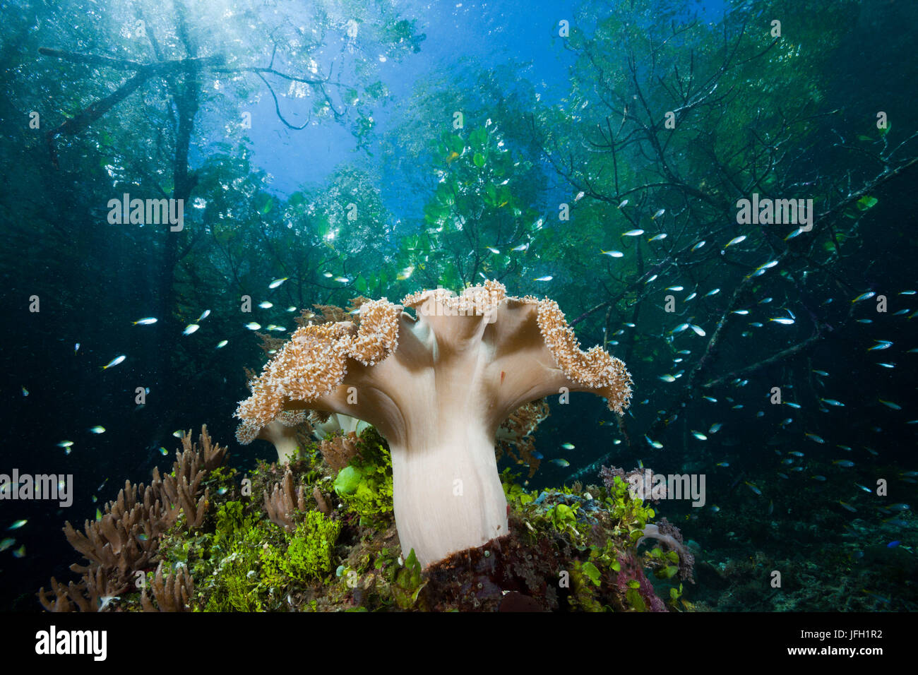 Niveau coraux dans la gamme des mangroves, Raja Ampat, Papouasie occidentale, en Indonésie Banque D'Images