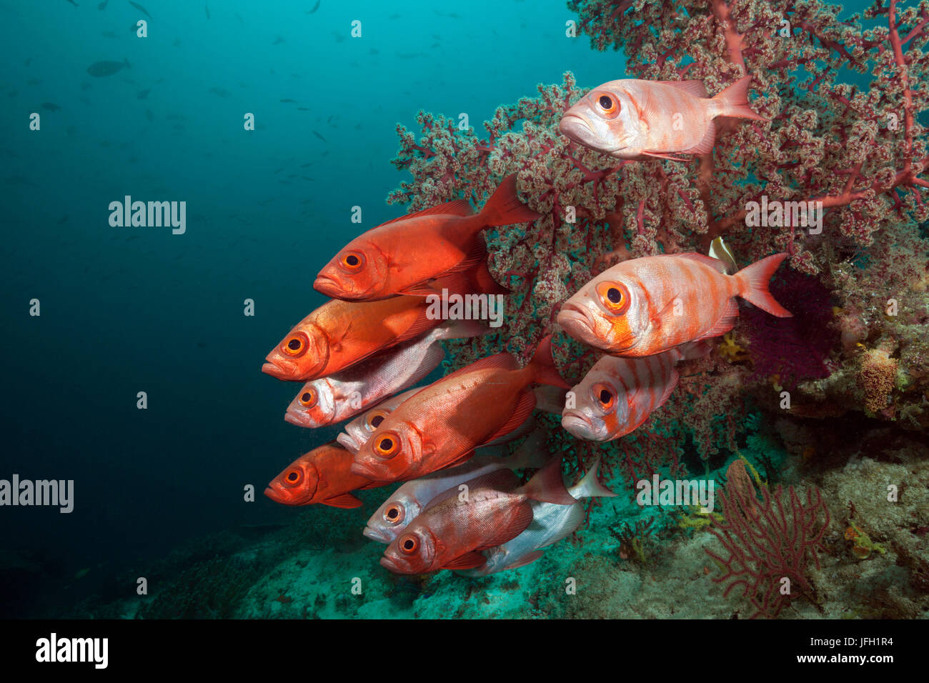 Reef Dream-brut, aspiration Priacanthus hamrur, Raja Ampat, Papouasie occidentale, en Indonésie Banque D'Images