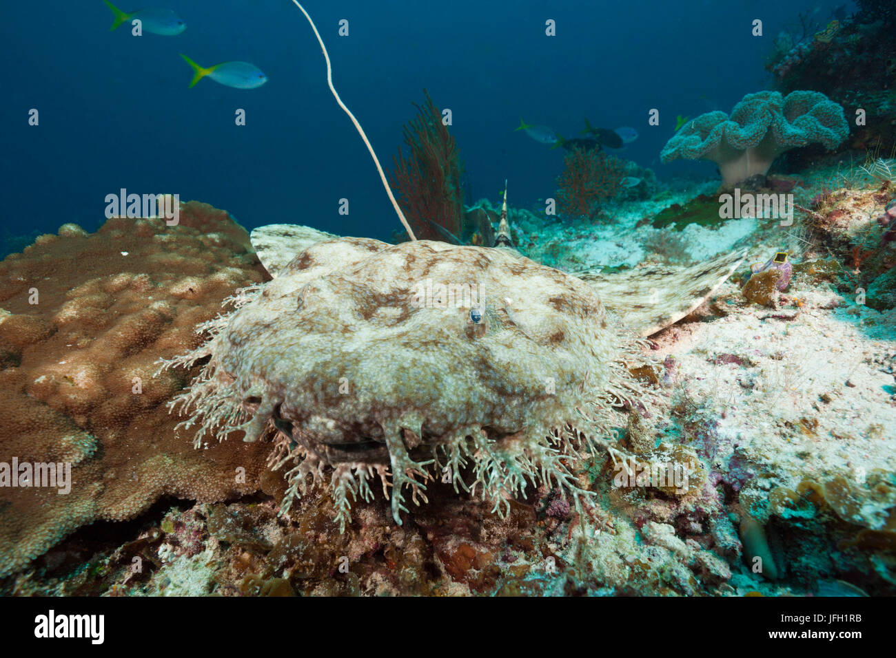 Fransen-Wobbegong, Eucrossorhinus dasypogon, Raja Ampat, Papouasie occidentale, en Indonésie Banque D'Images