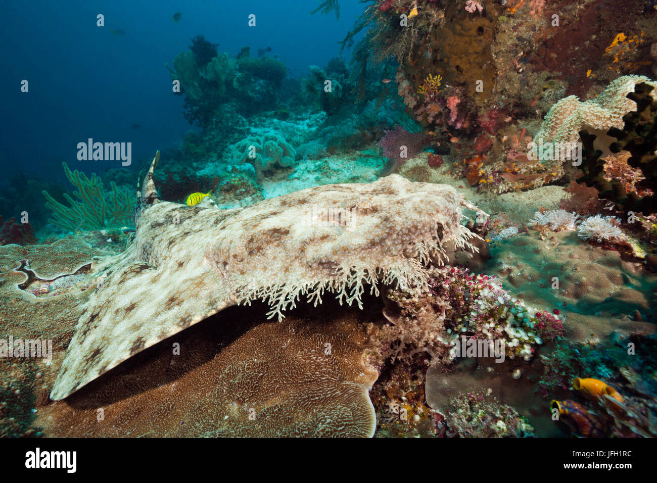 Fransen-Wobbegong, Eucrossorhinus dasypogon, Raja Ampat, Papouasie occidentale, en Indonésie Banque D'Images