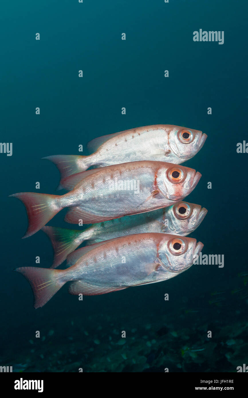 Reef Dream-brut, aspiration Priacanthus hamrur, Raja Ampat, Papouasie occidentale, en Indonésie Banque D'Images