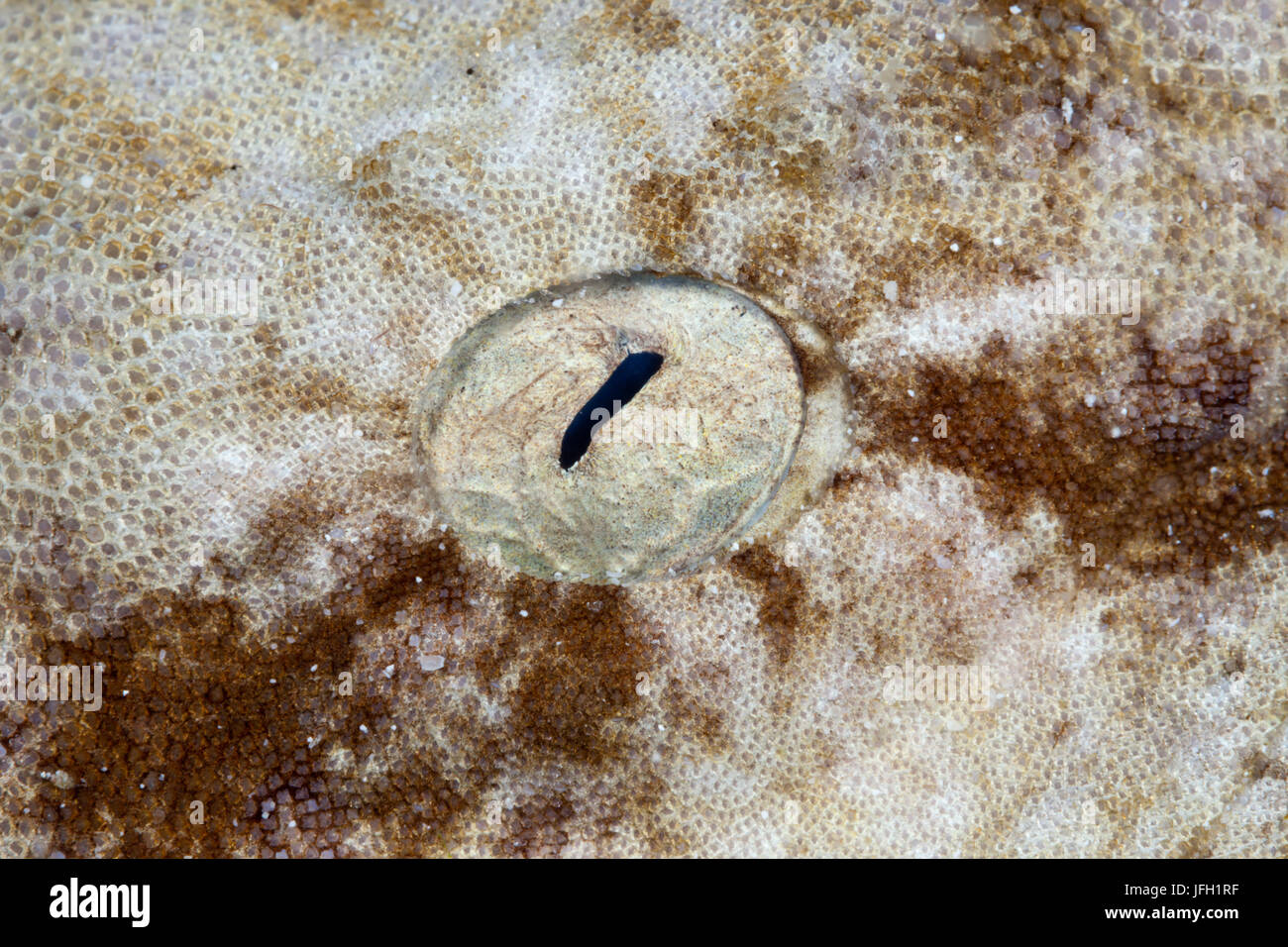 Œil d'un Fransen-Wobbegong, Eucrossorhinus dasypogon, Raja Ampat, Papouasie occidentale, en Indonésie Banque D'Images