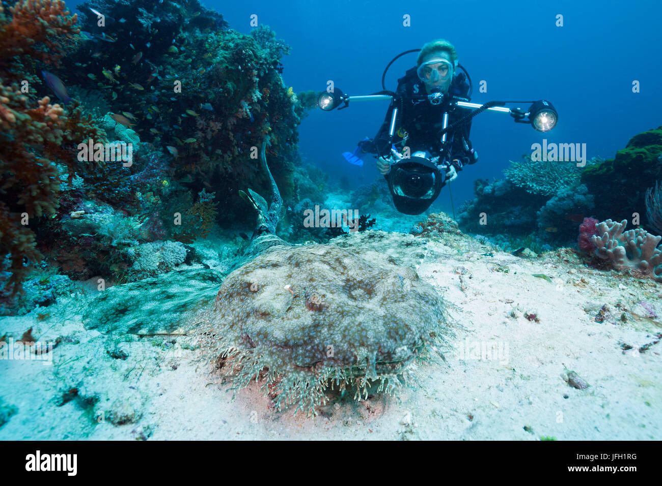 Plongeur et Fransen-Wobbegong, Eucrossorhinus dasypogon, Raja Ampat, Papouasie occidentale, en Indonésie Banque D'Images