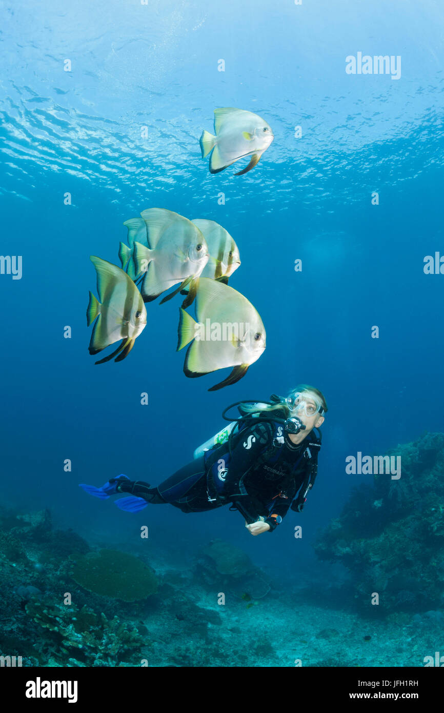 Diver et long fin bat fish, platax teira, Raja Ampat, Papouasie occidentale, en Indonésie Banque D'Images
