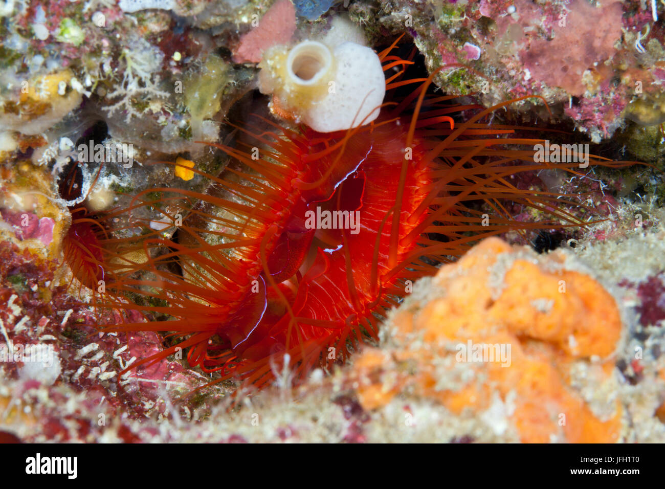 Moules de flamme, Ctenoides de ale, Ambon, les Moluques, Indonésie Banque D'Images