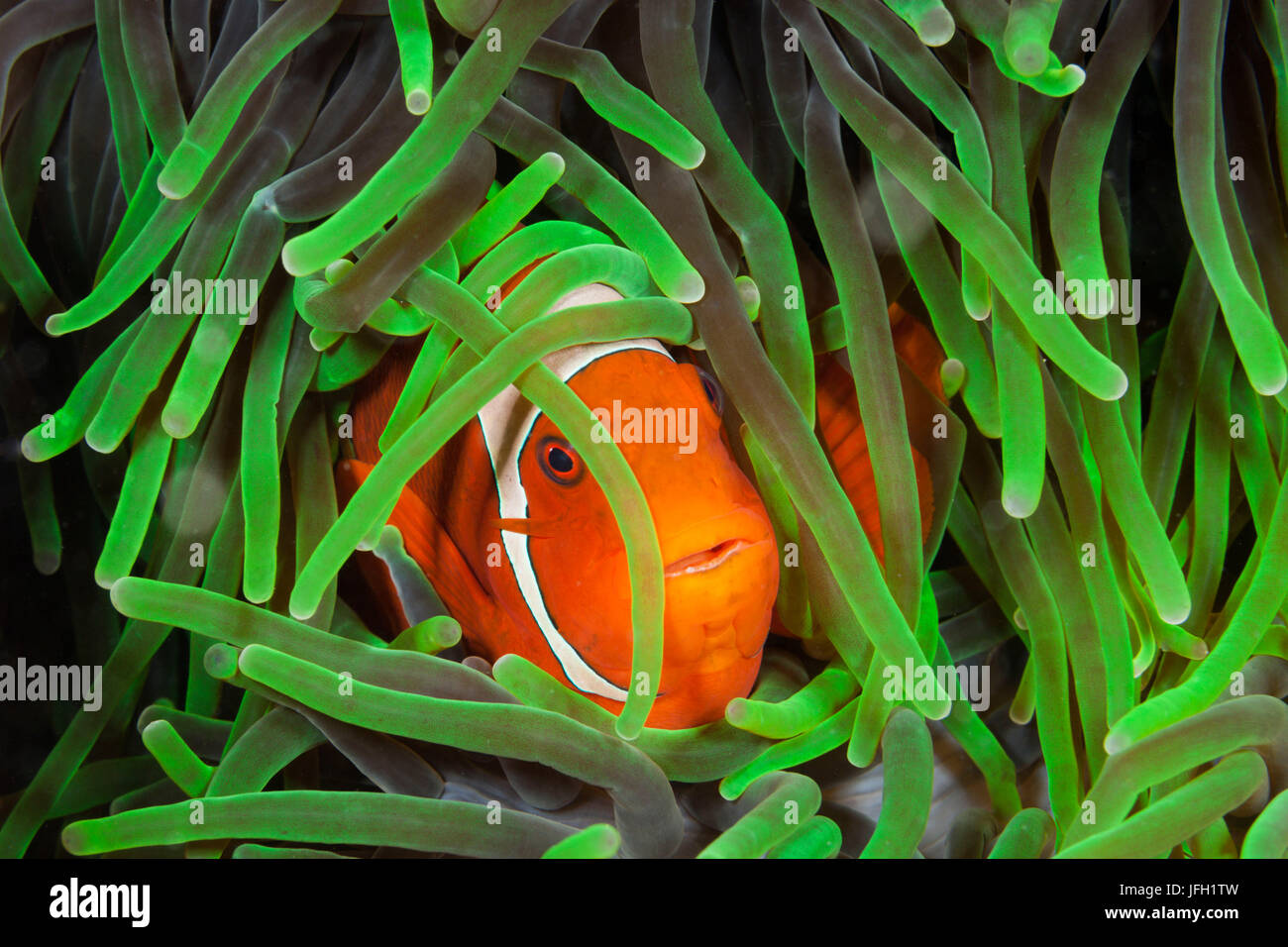 Sting-poisson de l'anémone, Premnas aculeatus, Raja Ampat, Papouasie occidentale, en Indonésie Banque D'Images