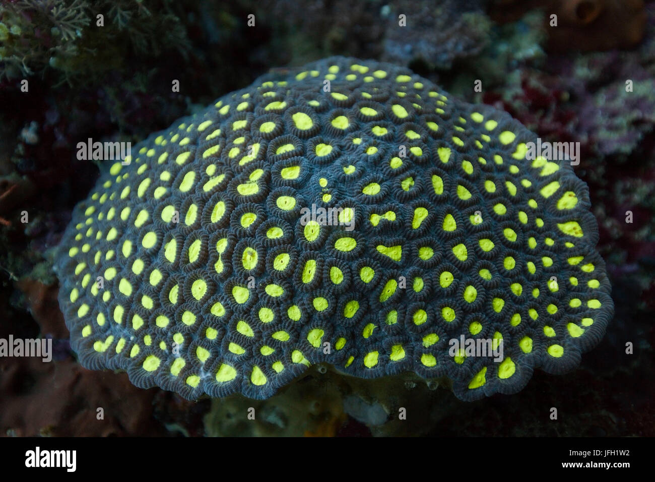 Les coraux fluorescents, Ambon, les Moluques, Indonésie Banque D'Images