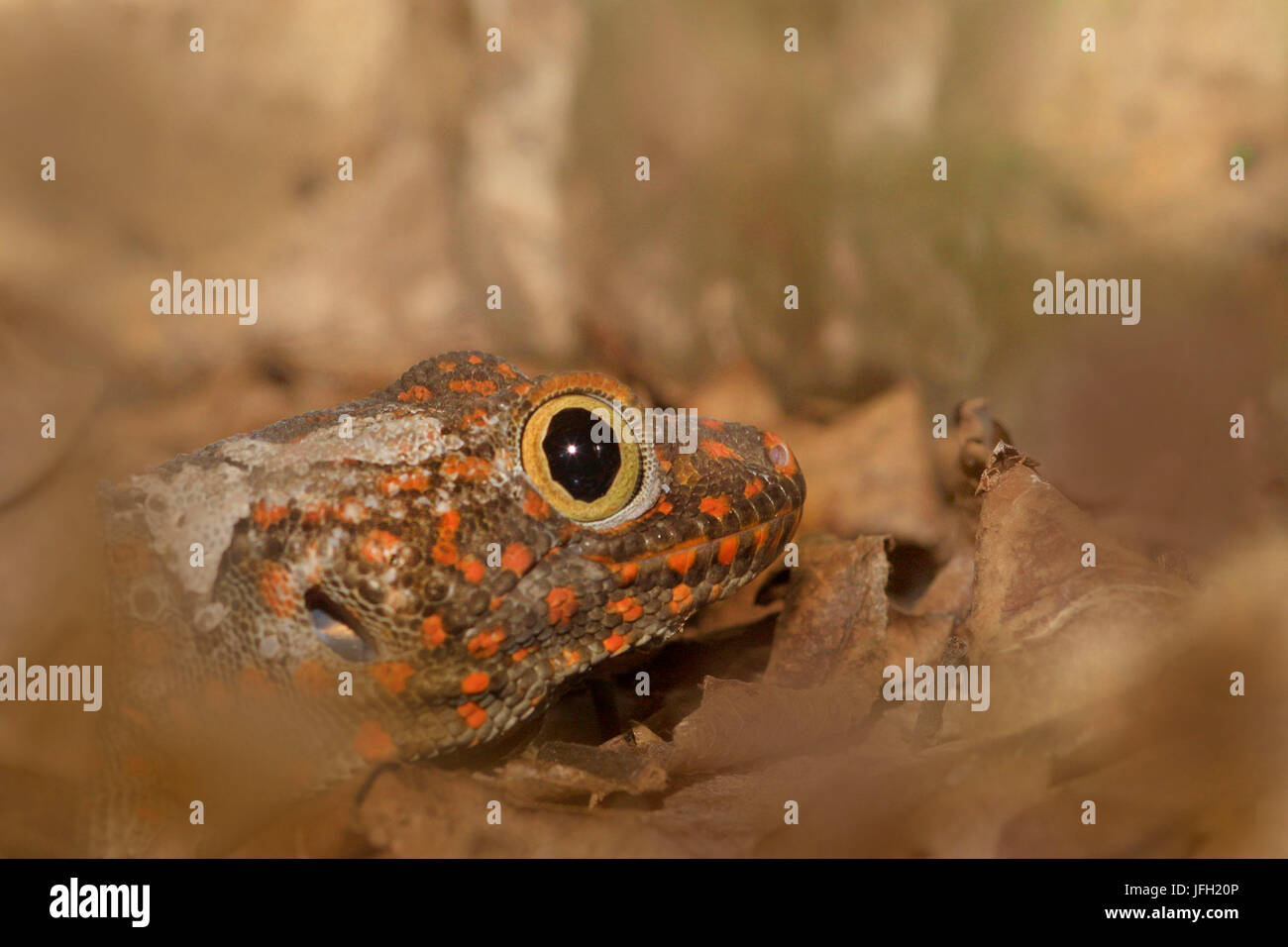 Ou Tokeh Tokee, Tokay, Gekko gecko, chef, l'Indonésie, l'Asie Banque D'Images