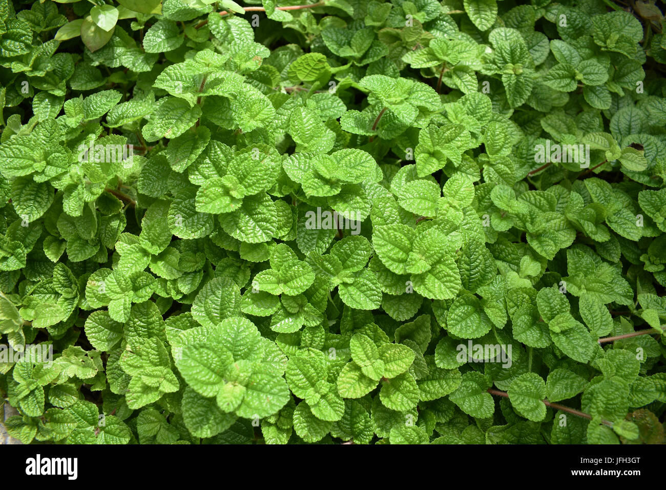 Mur de végétation menthe verte Banque D'Images