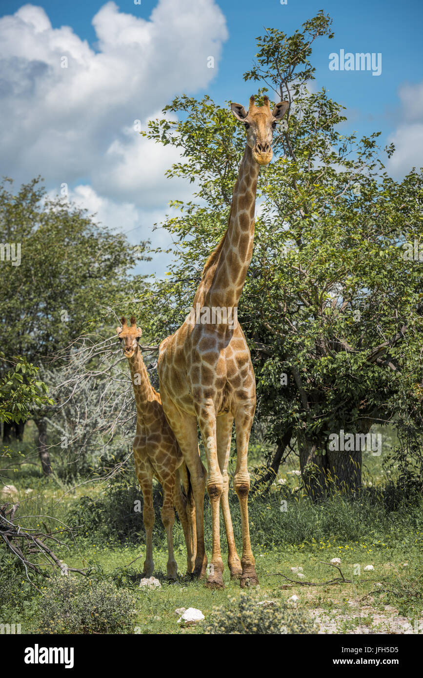 Les Girafes dans le parc national d'Etosha, Namibie Banque D'Images