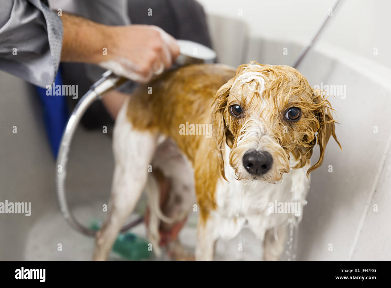 Un joli chien de baignade Banque D'Images