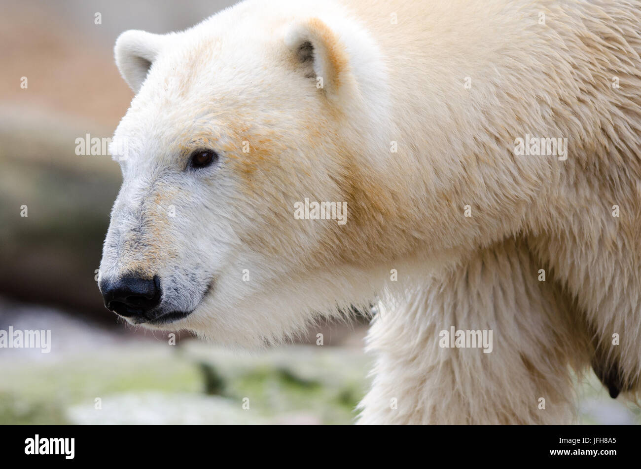 L'ours de glace Banque D'Images