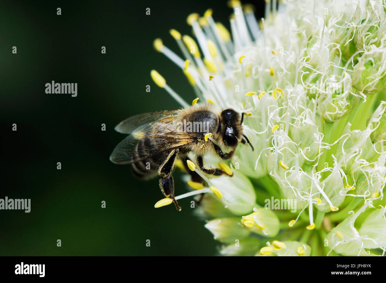 Travailleur abeille sur la fleur blanche Banque D'Images