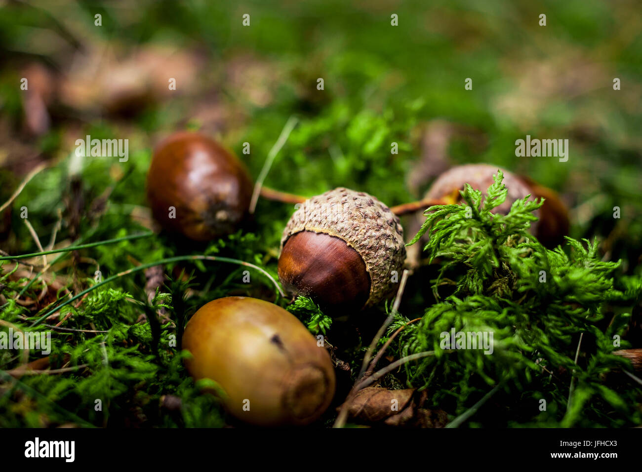 Acorn allongé sur vert mousse Banque D'Images