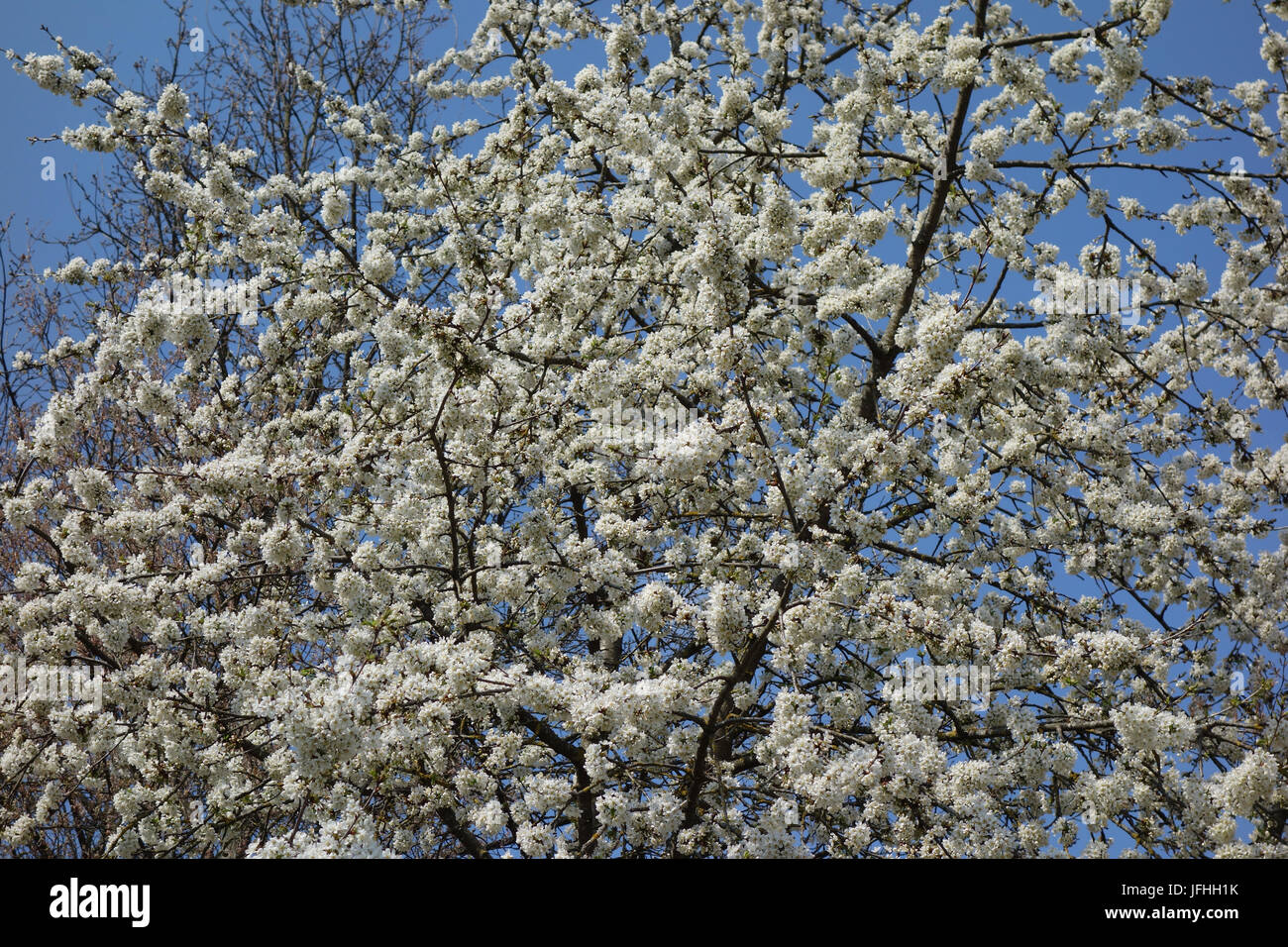 Prunus avium, Sweet Cherry Banque D'Images