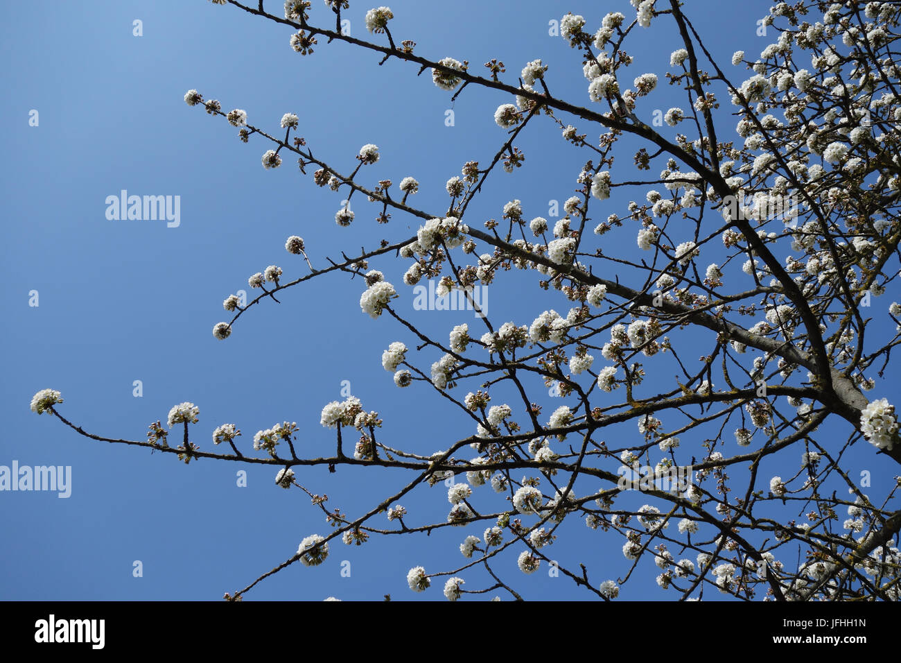 Prunus avium, Sweet Cherry Banque D'Images