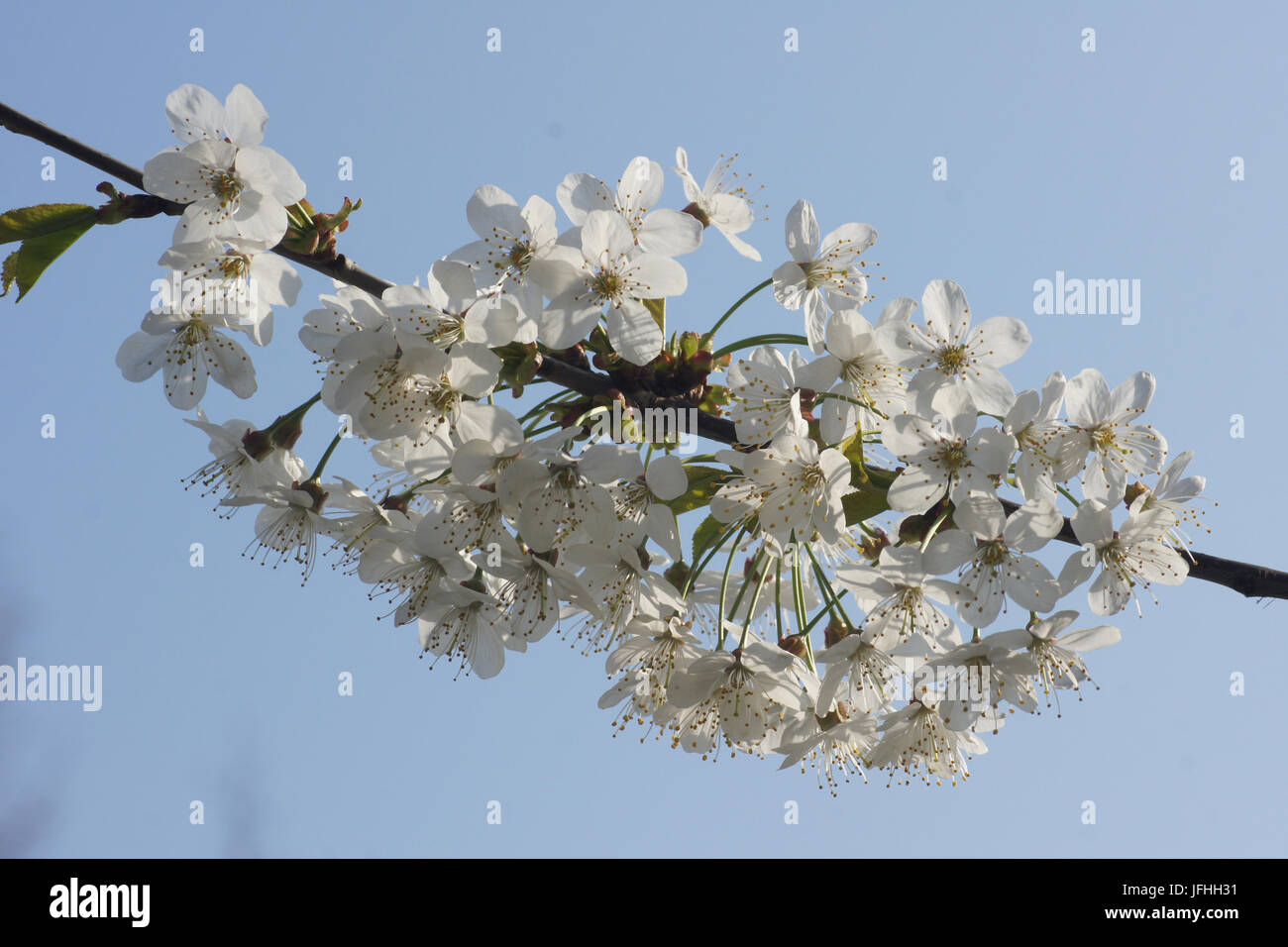 Prunus avium, Sweet Cherry Banque D'Images