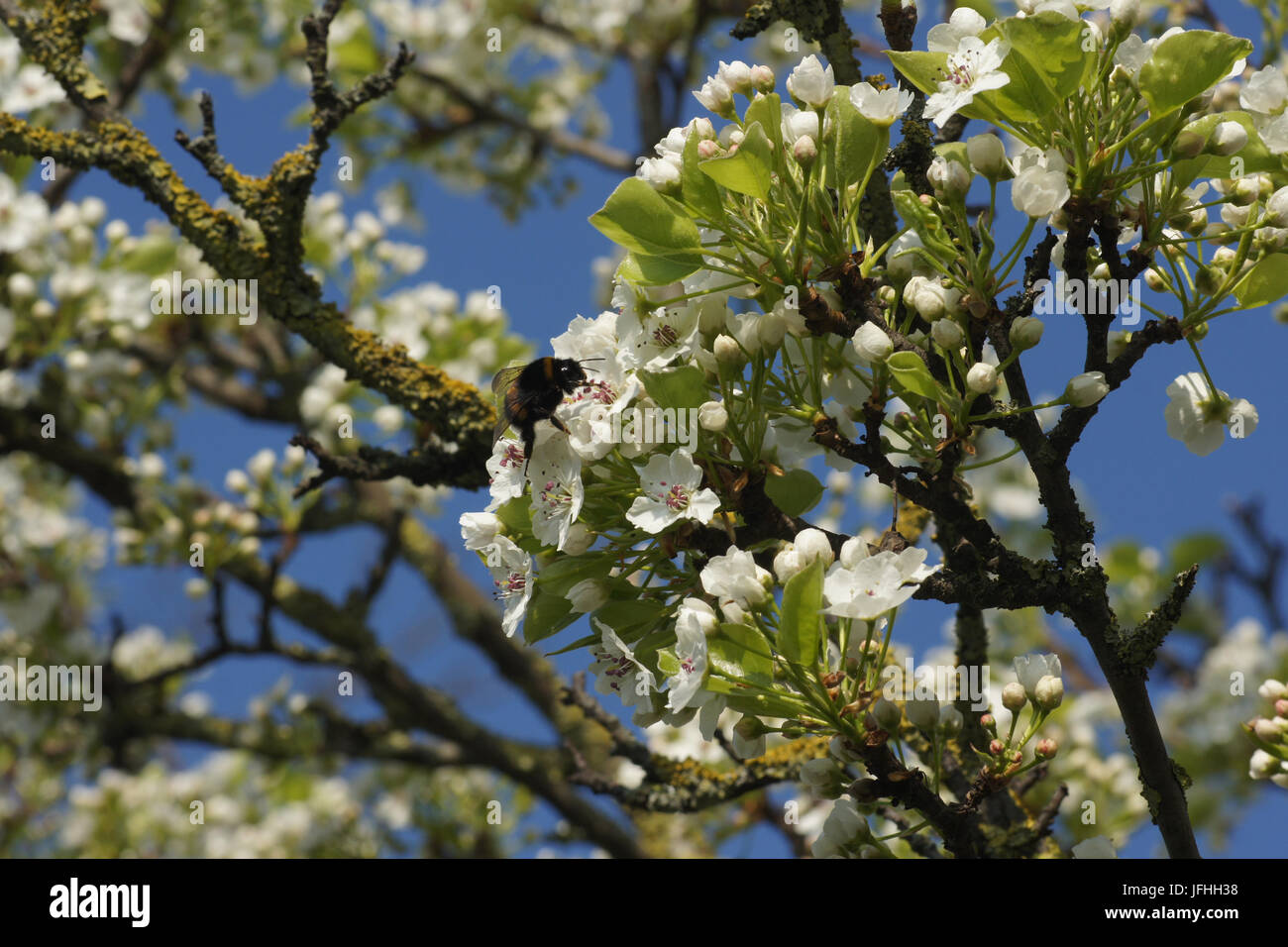 Pyrus communis, poire, avec bumblebee Banque D'Images