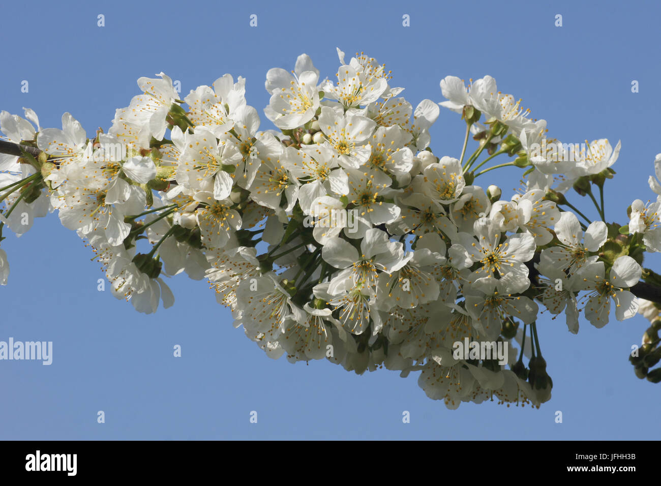 Prunus avium, Sweet Cherry Banque D'Images