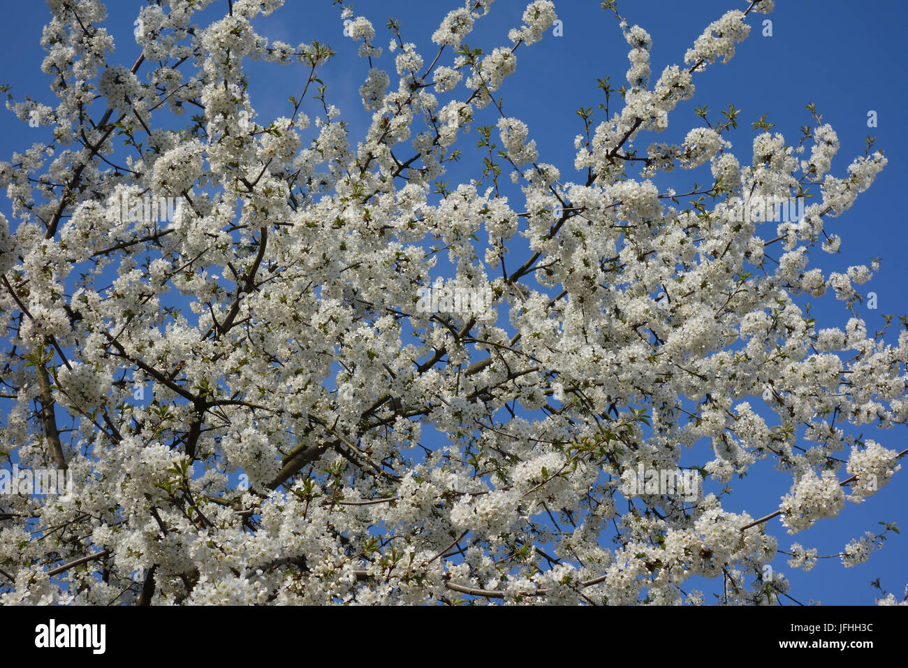 Prunus avium, Sweet Cherry Banque D'Images