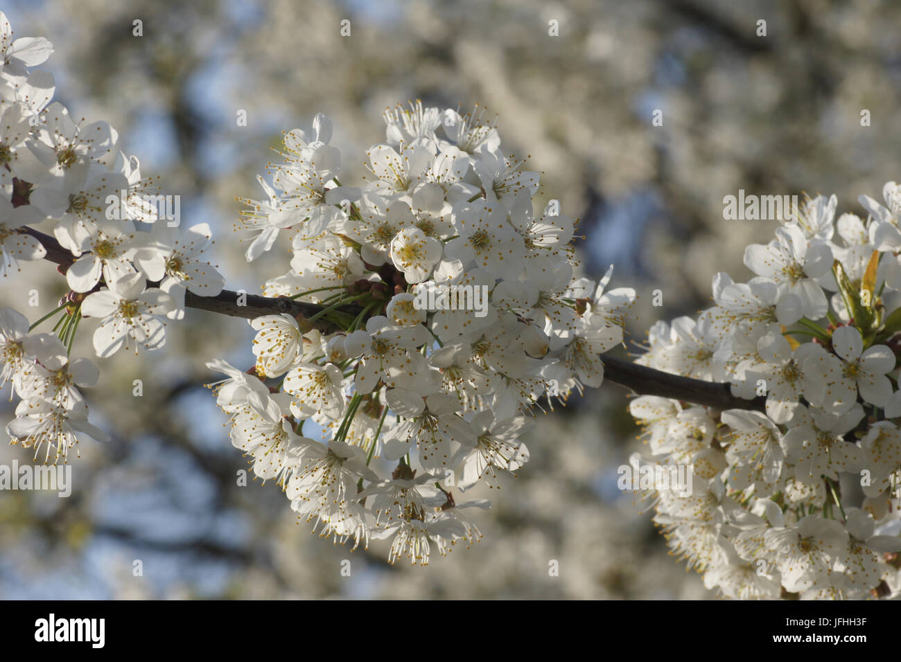 Prunus avium, Sweet Cherry Banque D'Images