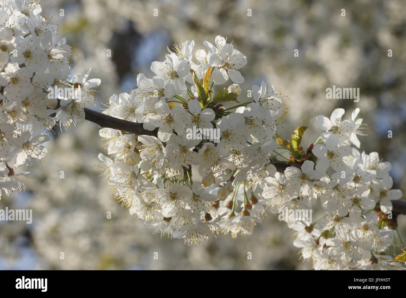 Prunus avium, Sweet Cherry Banque D'Images
