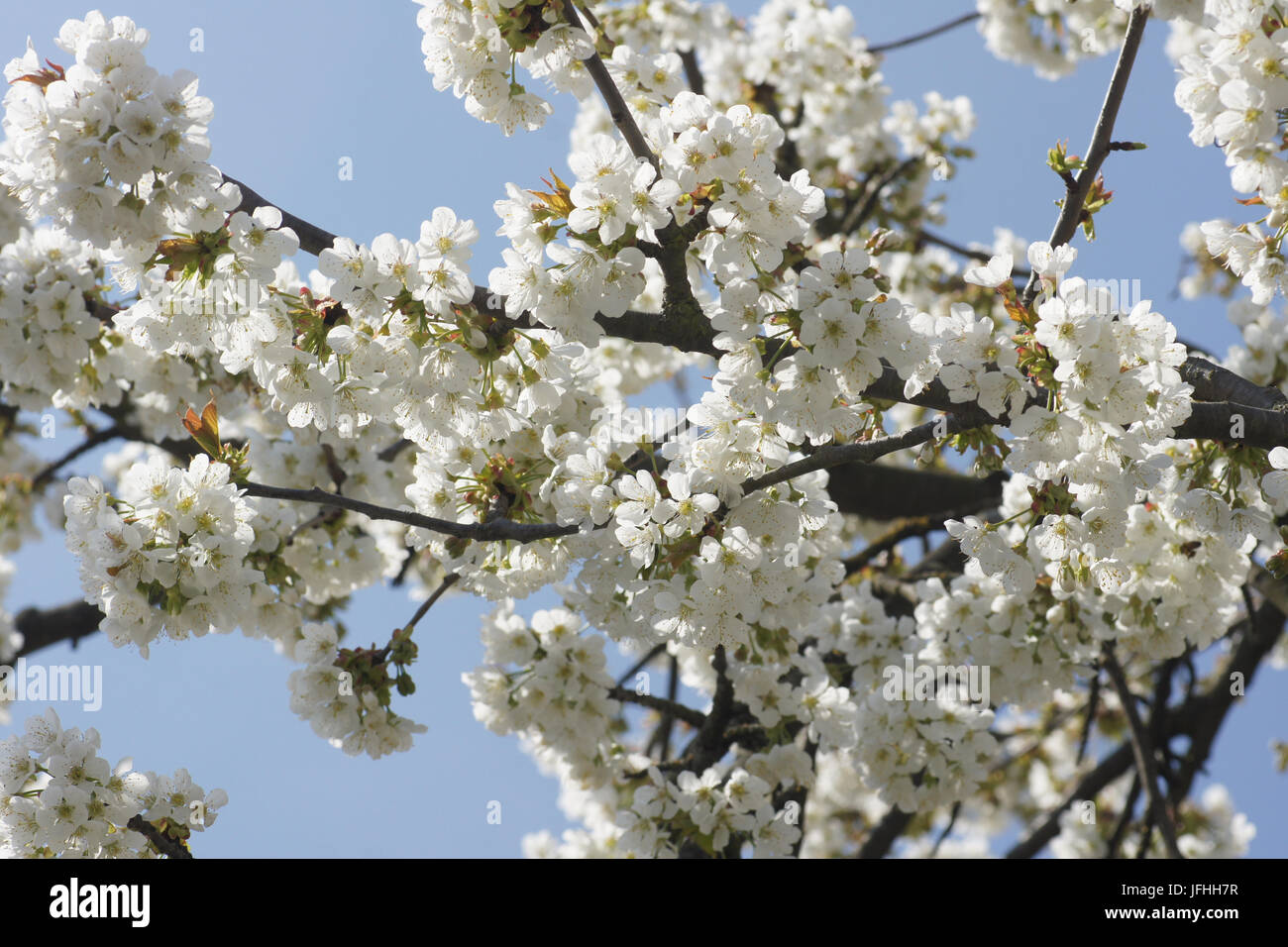 Prunus avium, Sweet Cherry Banque D'Images