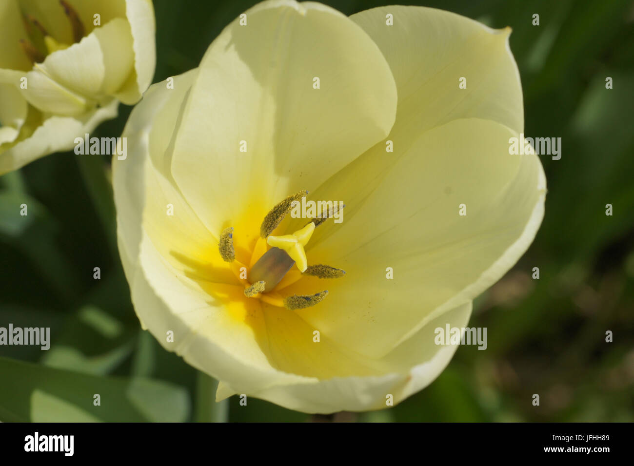 Tulip White Triumphator, Lily-Flowered Tulip Banque D'Images