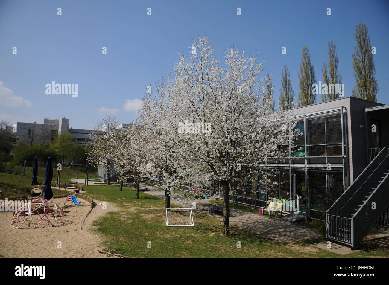 Prunus avium, cerise, en maternelle Banque D'Images