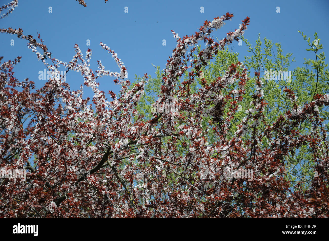 Prunus cerasifera Nigra, Purple Cherry Plum Banque D'Images