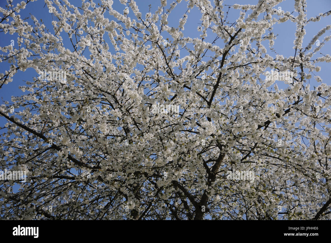 Prunus avium, Sweet Cherry Banque D'Images