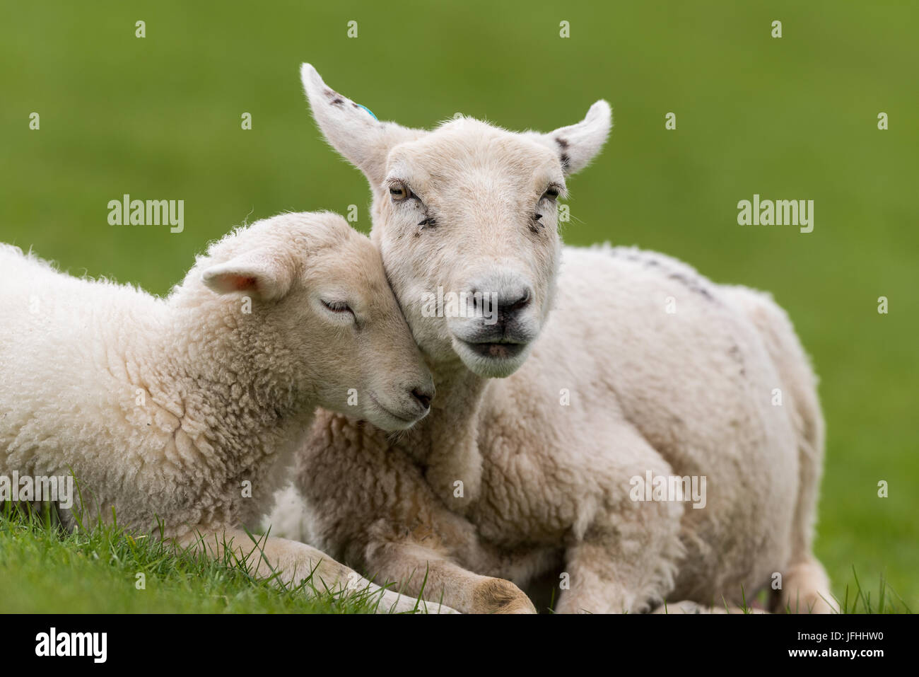 Les moutons Banque D'Images