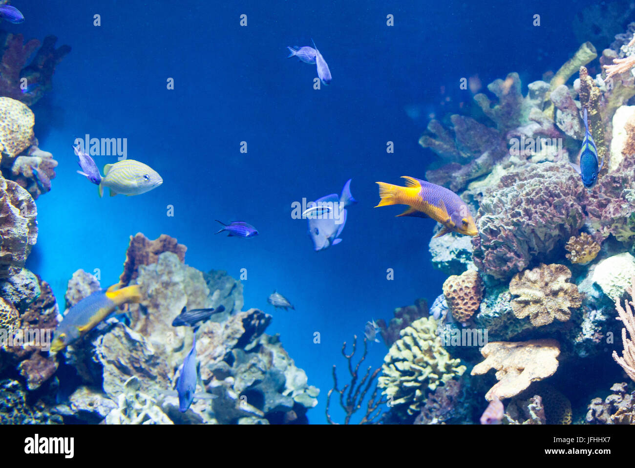 De nombreux poissons sur la barrière de corail Banque D'Images