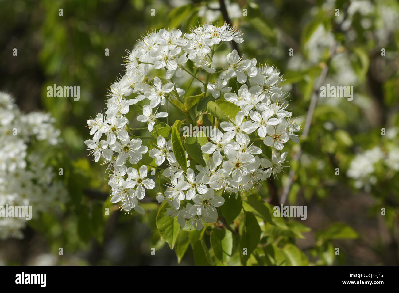Cerisier Mahaleb Prunus mahaleb, Banque D'Images