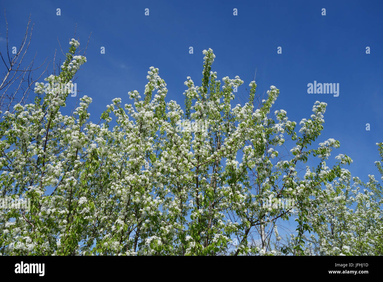 Cerisier Mahaleb Prunus mahaleb, Banque D'Images