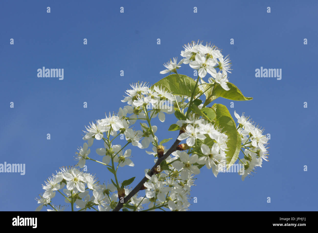 Cerisier Mahaleb Prunus mahaleb, Banque D'Images